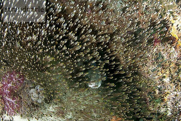 Golden Sweeper (Parapriacanthus ransonneti) Schwarm  schwimmt neben erwachsenen Sternkugelfischen (Arothron stellatus)  Dampier Straits  Raja Ampat Inseln (Vier Könige)  West Papua  Neuguinea  Indonesien  Asien