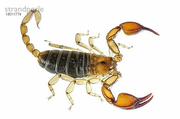 Andere Tiere  Spinnen  Spinnentiere  Tiere  Skorpione  Small Wood-scorpion (Euscorpius sicanus) adult