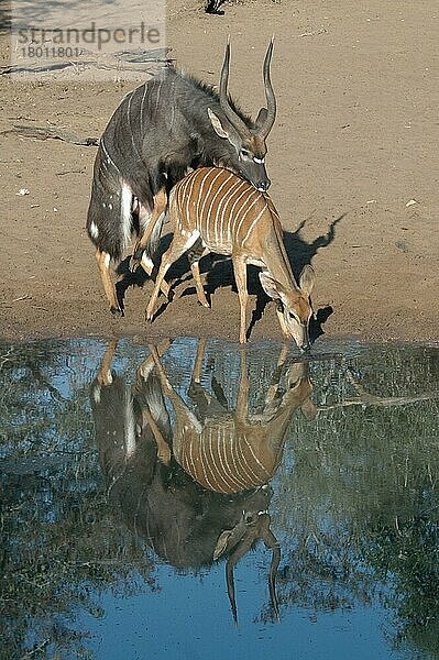 Nyala (Tragelaphus angasii) erwachsenes Paar  Paarung  mit Weibchen am Wasserloch trinkend  Mkhuze Game Reserve  Zululand  KwaZulu-Natal  Südafrika  Juli