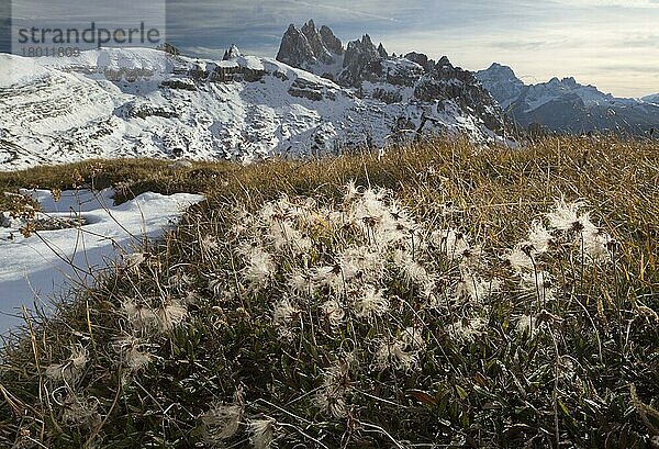 Samenköpfe von Avens (Dryas octopetala)  die im Gebirge (auf 2400m) wachsen  Cadini di Misurina  Dolomiten  Italienische Alpen  Italien  Oktober  Europa