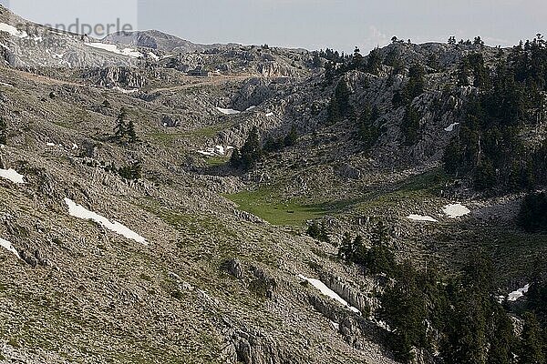 Ansicht einer Karst-Kalkstein-Landschaft mit Bäumen der Griechischen Tanne (Abies cephalonica)  auf 1700m  Berg Parnassus  Mount Parnassus N. P. Griechenland