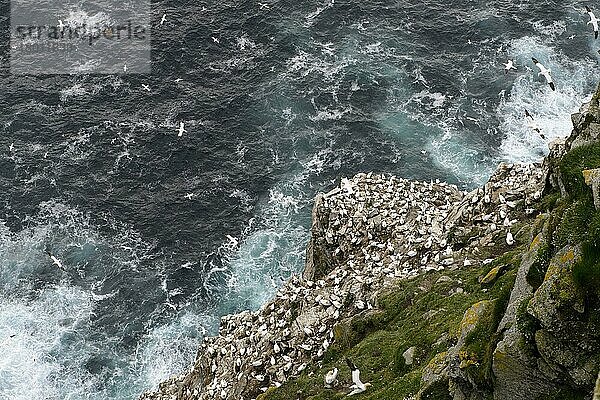 Kolonie des nördlichen Baßtölpels (Morus bassanus)  im Flug und nistend auf Klippenlebensraum  Hermaness National Nature Reserve  Unst  Shetlandinseln  Schottland  Juli