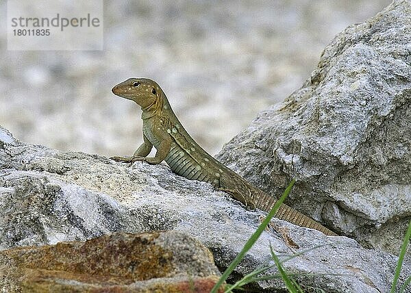 Rennechse  Rennechsen  Andere Tiere  Reptilien  Tiere  Bonaire Whiptail Lizard (Cnemidophorus murinus) adult male  resting on rock  Bonaire  Caribbean