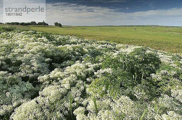 Blühende Hoary Cress (Cardaria draba)  wächst im Küstenweidesumpf-Lebensraum  Elmley Marshes N. N. R. North Kent Marshes  Isle of Sheppey  Kent  England  Mai