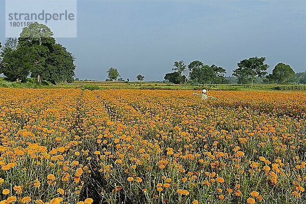 Blumenzucht  Blumen der Aztekischen Ringelblume (Tagetes erecta)  im Feld mit Vogelscheuche wachsend  Gundelpet  Karnataka  Indien  September  Asien