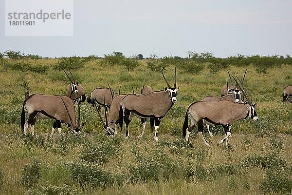 Spießbock  Spießböcke  Spießböcke  Oryx-Antilope  Oryx-Antilopen  Antilopen  Huftiere  Paarhufer  Säugetiere  Tiere  Gemsbok herd  Botswana  Afrika