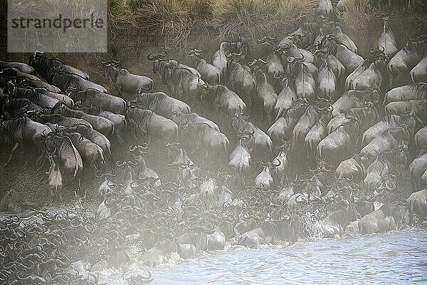 Östliche Streifengnu-Herde (Connochaetes taurinus) überquert den Mara-Fluss. Masai Mara-Nationalreservat  Kenia  Afrika