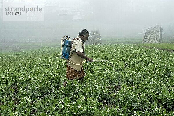 Arbeiter beim Sprühen von Pestiziden auf Gemüsekulturen im Terrassenfeld  Kodaikanal  Tamil Nadu  Indien  Asien
