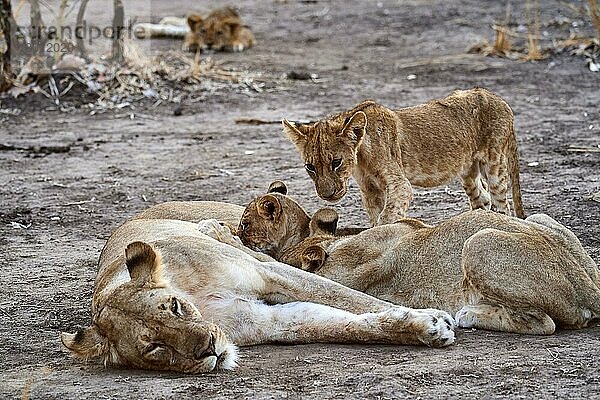 Löwin (Panthera leo)  mit Jungtieren  säugt  South Luangwa National Park  Sambia  Afrika