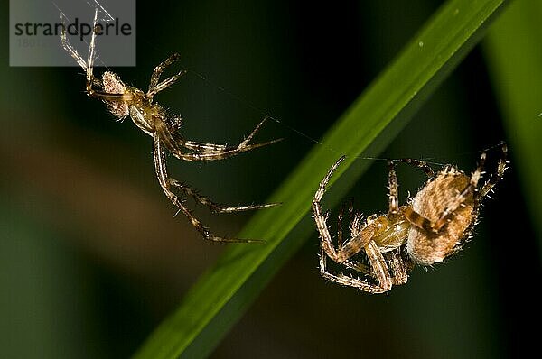 Gartenkreuzspinne  Garten-Kreuzspinne  Gartenkreuzspinnen (Araneus diadematus)  Andere Tiere  Spinnen  Spinnentiere  Tiere  Radnetzspinnen Orb Spider adult pair  male (left) cautiously approaching female (right) in web  Bre