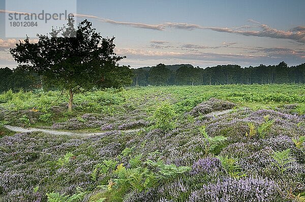 Farnkraut (Pteridium aquilinum) mit blühender Gemeiner Heide (Calluna vulgaris)  wächst in der Morgendämmerung auf Tieflandheide Habitat  Hothfield Heathlands  Hothfield  Kent  England  August