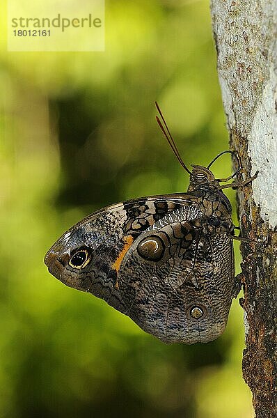 (Nymphalidae)  Andere Tiere  Insekten  Schmetterlinge  Tiere  Cassia's Owlet Butterfly (Opsiphanes cassiae) adult  feeding on tree trunk  Alta Floresta  Mato Grosso  Brazil