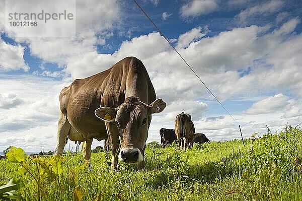 Hausrind  Braunvieh  Schweizer Milchkühe  weiden auf der Weide neben dem Elektrozaun  Dumfries  Dumfries and Galloway  Schottland  Juni