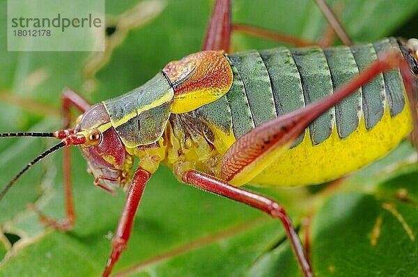 Phaneropterinae  Andere Tiere  Insekten  Tiere  Laubheuschrecken  Bush-cricket (Barbitistes onustus) adult  close-up on Italy  july