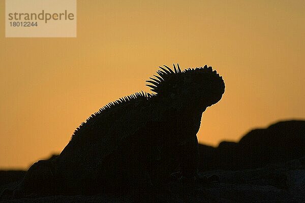 Galapagosmeerechse  Galapagosmeerechsen (Amblyrhynchus cristatus)  Andere Tiere  Leguane  Reptilien  Tiere  Marine Iguana  Fernandina island  Galapagos