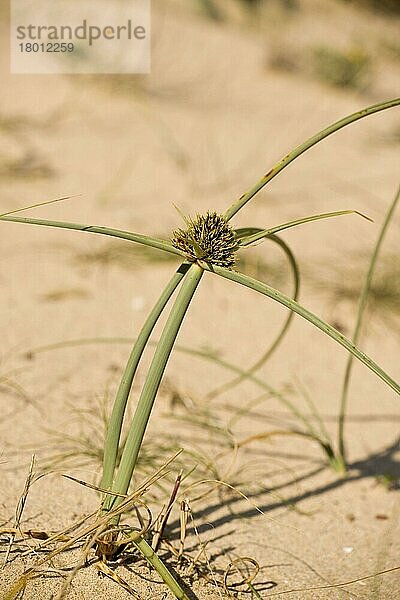 Dünen-Zyperngras (Cyperus capitatus)  Dünen-Zyperngras  Riedgrasgewächse  Sand Sedge flowering  growing on sand dunes  Algarve  Portugal  Europa