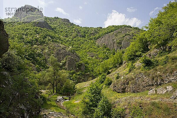 Blick auf ein botanisch reichhaltiges Schutzgebiet mit Orientalischer Hainbuche (Carpinus orientalis) und Manna-Asche (Fraxinus ornus)  die auf Vulkangestein wachsen  in der Nähe von Rila  Bulgarien  Mai  Europa