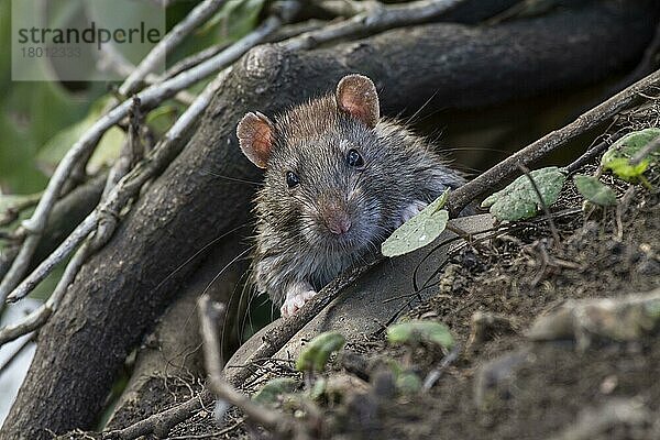 Braune Ratte (Rattus norvegicus) adult  frisst am Rand des Wassers  Norfolk  England  Großbritannien  Europa