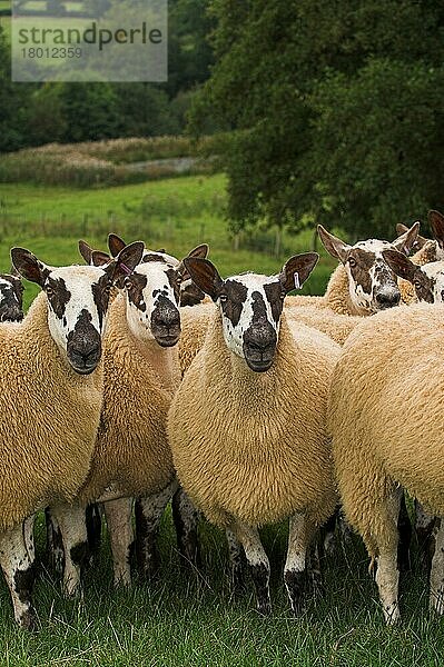 Hausschafe  Walisisches Maultier  Beulah-Mutterschaf x Blaugesichtiger Leicester-Widder  Herde  auf der Weide stehend  Wales