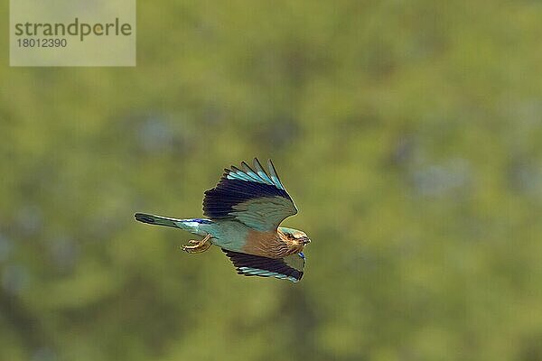 Indische Blauracke (Coracias benghalensis) erwachsen  im Flug  Indien  Februar  Asien