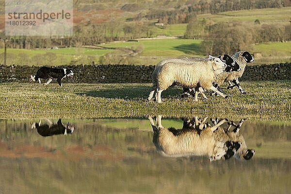 Haushund  Border Collie  arbeitender Schäferhund  erwachsen  treibt Schafe auf überfluteter Weide nach dem Sturm Eva zusammen  in der Nähe von Hawes  Wensleydale  Yorkshire Dales N. P. North Yorkshire  England  Dezember