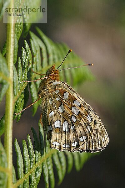 Dunkelgrüner Scheckenfalter (Argynnis aglaja) erwachsenes Weibchen  Unterseite  auf Farnwedel ruhend  Powys  Wales  Juli