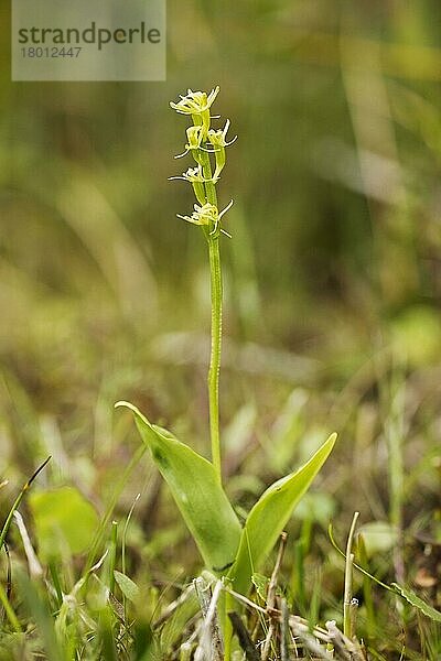 Blühende Sumpforchidee (Liparis loeselii)  Upton Fen  The Broads N. P. Norfolk  England  Juli