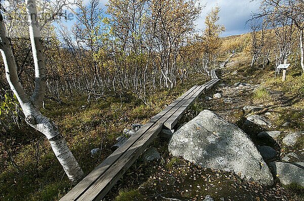 Spaziergang durch den Birkenwald zum Gipfel des Fells  Saana Fell  Kilpisjarvi  Enontekio  Lappland  Finnland  September  Europa