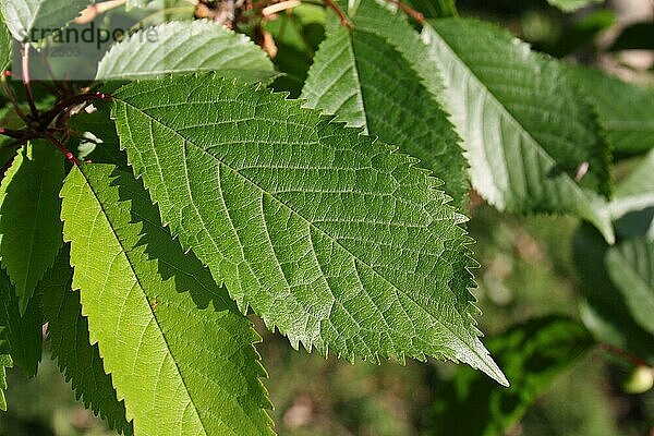 Wildkirsche (Prunus avium) Nahaufnahme des Blattes  wächst im Wald  Vicarage Plantation  Mendlesham  Suffolk  England  Juni