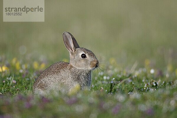 Europäisches Kaninchen (Oryctolagus cuniculus) jung  inmitten von Wildblumen sitzend  Isle of Mull  Innere Hebriden  Schottland  Juli
