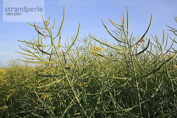 Ölsaaten-Raps (Brassica napus)  reifende grüne Schoten  Bacton  Suffolk  England  Juni