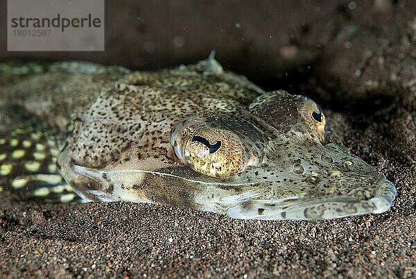 Welander's Flathead (Rogadius welanderi) erwachsen  Nahaufnahme des Kopfes  auf Sand ruhend  Seraya  Bali  Kleine Sunda-Inseln  Indonesien  Dezember  Asien