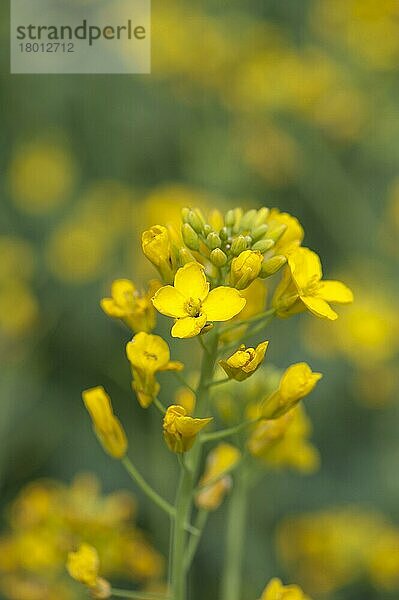 Raps (Brassica napus)  Nahaufnahme der Blüten  Lincolnshire  England  Großbritannien  Europa