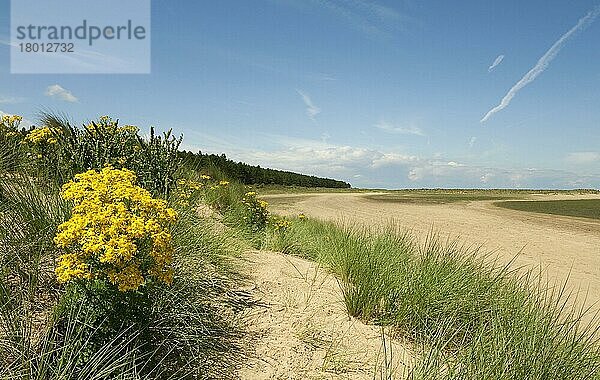 Gewöhnliches Jakobs-Kreuzkraut (Senecio jacobaea) blüht  wächst in küstennahen Sanddünen-Lebensräumen  Holkham Beach  Holkham  Norfolk  England  Juli