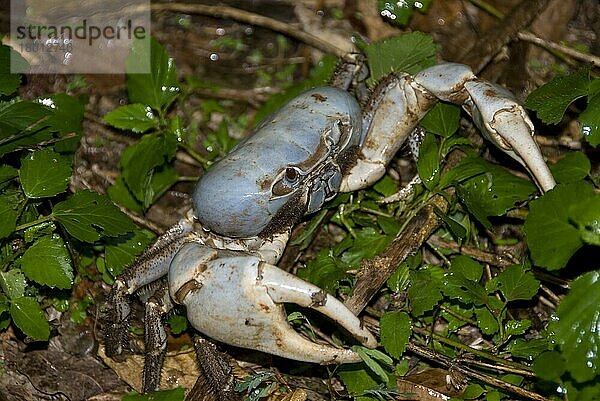 Landkrabbe  Andere Tiere  Krebse  Krustentiere  Tiere  Blue Crab (Discoplax hirtipes) adult  on forest floor  Christmas Island  Australia