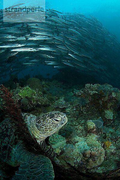 Erwachsene Unechte Karettschildkröte (Caretta caretta)  die sich neben roten Korallen am Riff ausruht  mit einem Schwarzflossen-Barrakuda-Schwarm (Sphyraena qenie) im Hintergrund  Barracuda Point  Insel Sipadan  Sabah  Borneo  Malaysia  Asien