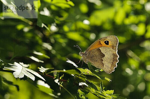 Großes Ochsenauge (Maniola jurtina)  Große Ochsenaugen  Andere Tiere  Insekten  Schmetterlinge  Tiere  Meadow Brown adult  resting on Southwater Woods  West Sussex  England  July