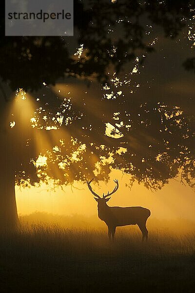 Rothirsch (Cervus elaphus) reifer Hirsch  der sich bei Sonnenaufgang als Silhouette im Eichenwald abzeichnet  Suffolk  England  Oktober