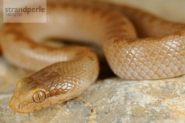 Natter  Nattern  Andere Tiere  Reptilien  Schlangen  Tiere  Gunther's Racer (Ditypophis vivax) adult  close-up of head  Socotra  Yemen