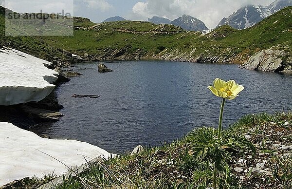 Blühende Gelbe Alpen-Passionsblume (Pulsatilla alpina apiifolia)  wächst am See in den Bergen  Italienische Alpen  Italien  Juli  Europa