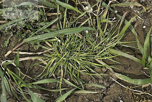 Schwarzkehlchen  Alopecurus myosuroides  junges niederliegendes Grasunkraut in einer Winterweizenernte  Mai