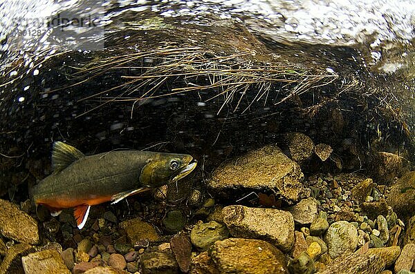 Seesaibling (Salvelinus alpinus)  erwachsenes Männchen  in Brutfarben  schwimmt unter Wasser in einem Fluss  der während der Laichwanderung in einen Gletschersee fließt  Fluss Liza  Ennerdale Water  Lake District N. P. Cumbria  England  November