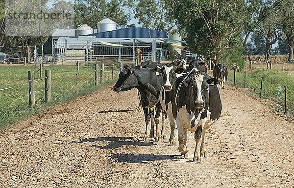Hausrinder  Milchkühe  Herde verlässt den Melkkarussell  um auf die Felder zurückzukehren  Cobram  Victoria  Australien  Februar  Ozeanien
