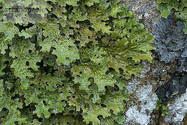 Sticta (pulmonaria)  Echte Lungenflechte (Lobaria pulmonaria)  Lungenmoos  Flechten  Tree Lungwort growing on rock  Craig Plockton  Ross-Shire  Scotland