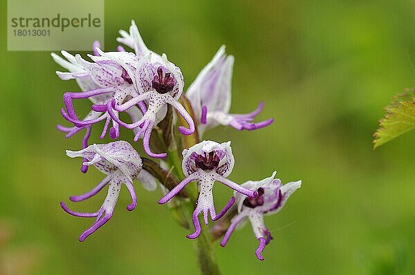Affenknabenkraut (Orchis simia)  Orchideen  Monkey Orchid close-up of flowerspike  Oxfordshire  England  May