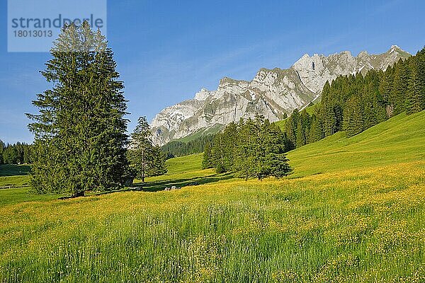 Blick Lutertannen zum Alpsteinmassiv mit Säntis im Bergfrühling  Kanton Appenzell  Schweiz  Europa