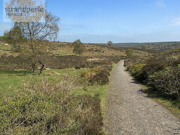 Blick auf den Weg durch das Heidelandlebensraum  Sherbourne Valley  Cannock Chase  Staffordshire  England  April