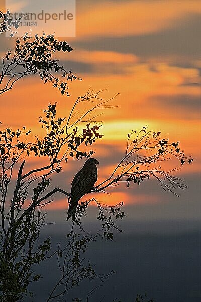 Rotmilan (Milvus milvus) erwachsen  in einem Baum sitzend  Silhouette bei Sonnenuntergang  Chilterns  Buckinghamshire  England  Juni