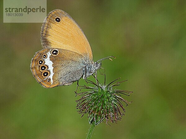 Perlglanzheide (Coenonympha arcania) adult  trinkt Feuchtigkeit aus dem Samenkopf von Herb Bennet (Geum urbanum)  Cannobina-Tal  Piemont  Norditalien  Juli