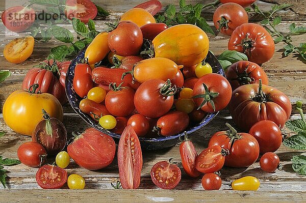 Diverse Sorten Tomaten (Solanum lycopersicum)
